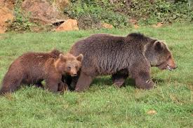 osos-en-el-parque-de-cabarceno