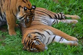 tigres-en-el-parque-de-cabarceno