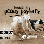 Muestra de Perros Pastores en Cabárceno. Cartel