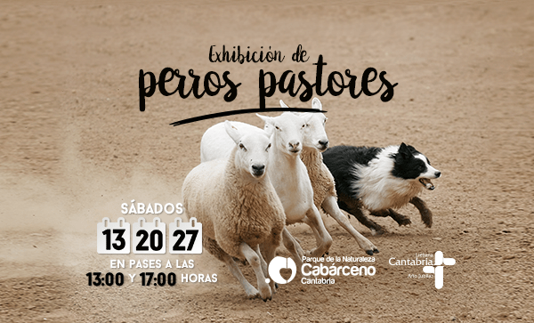 Exhibición de Perros Pastores en Cabárceno. Cartel